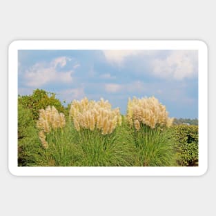 Pampas Grass Sticker